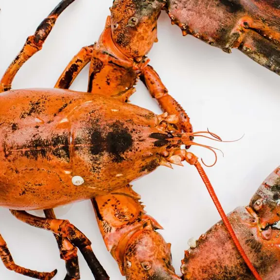 Whole lobster